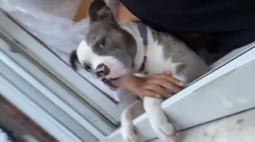 Mixed Breed dogs for sale: X bully cross staff  - Video 1