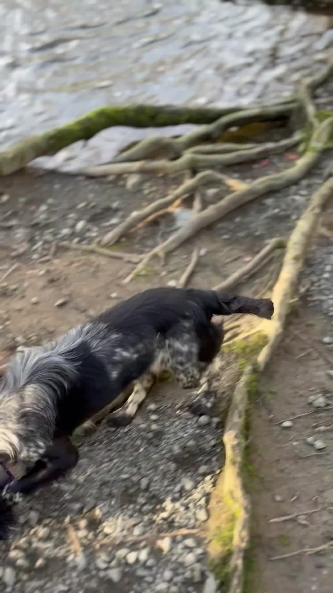 Cocker Spaniel dogs for sale: Stunning small Blue Roan Cocker Bitch – 10 Months - Video 1