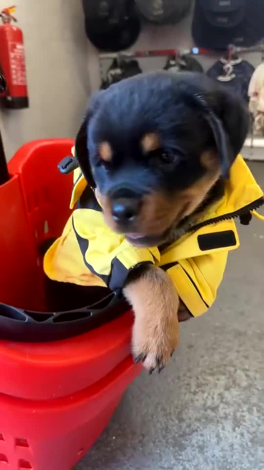 Rottweiler dogs for sale: Rottweiler Girl pup - Video 5