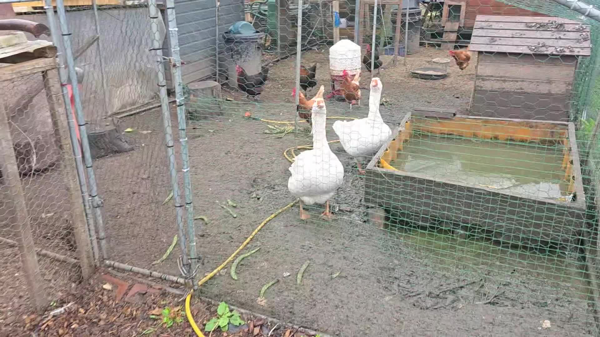 Geese poultry for sale: Embden geese  in Nottingham - Video 1