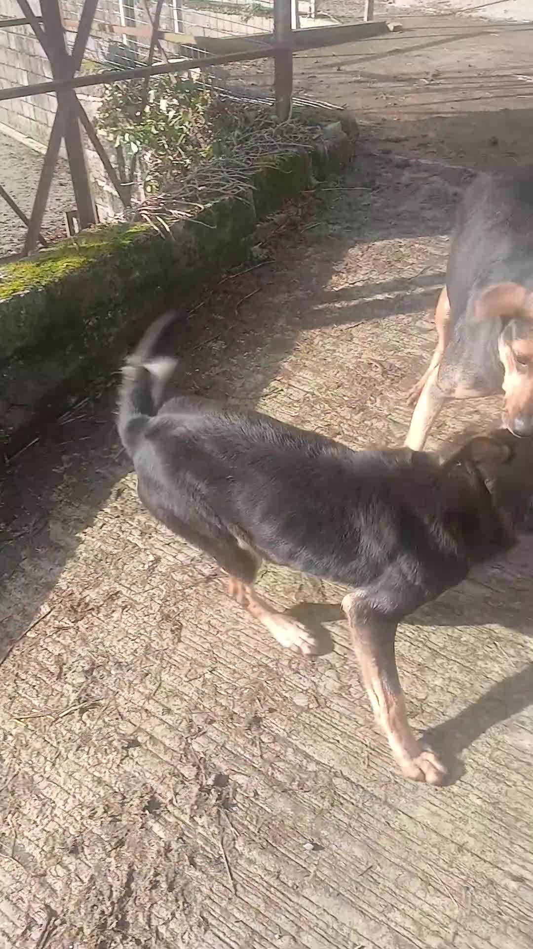 Mixed Breed dogs for sale: 2 year old huntaway x collie - Video 1