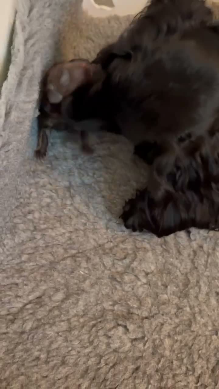 Cocker Spaniel dogs for sale: ❤️ A beautiful litter of tiny cocker spaniels ❤️  - Video 1