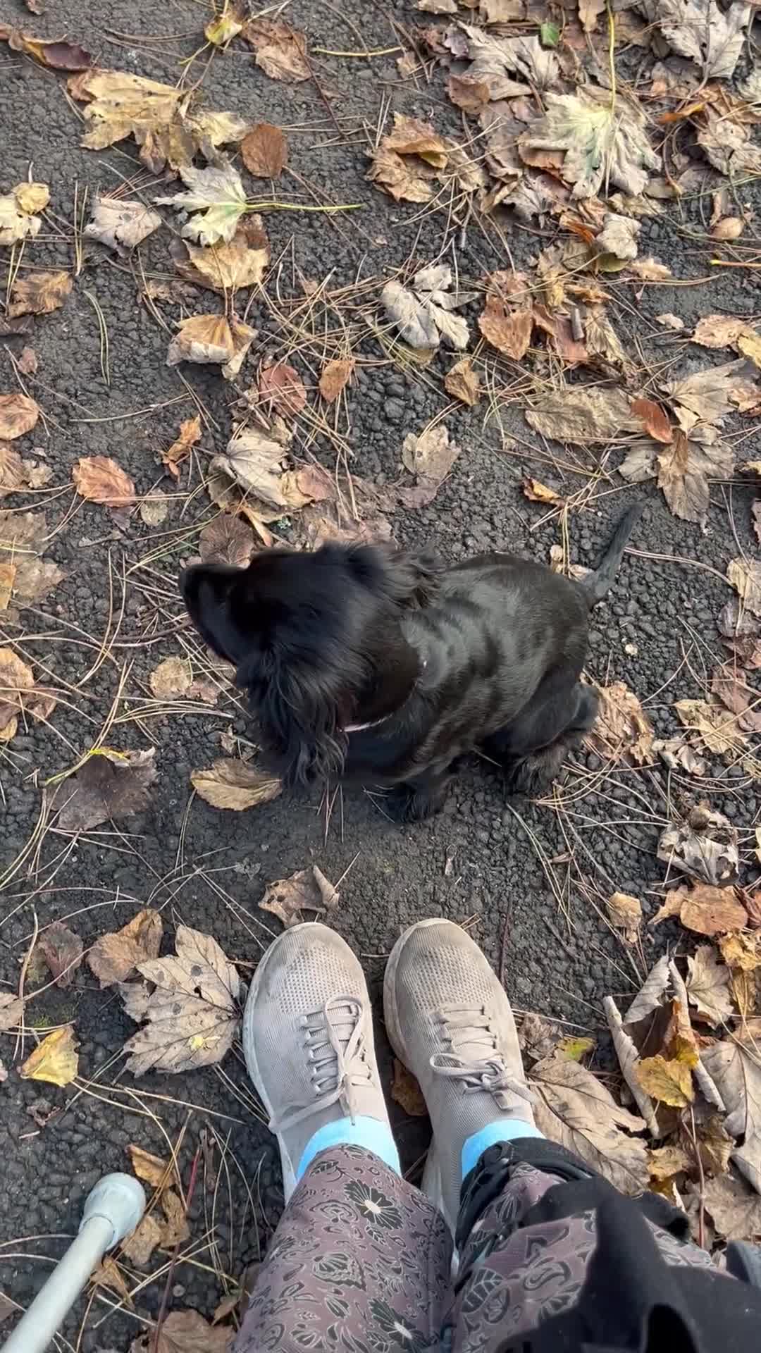 Cocker Spaniel dogs for sale: Shy girl needs quieter home - Video 2