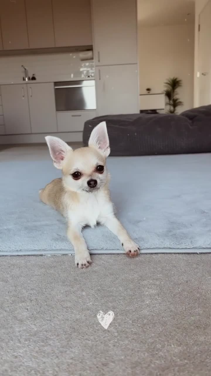 Chihuahua dogs for sale: Chihuahua puppy 8 months old - Video 1