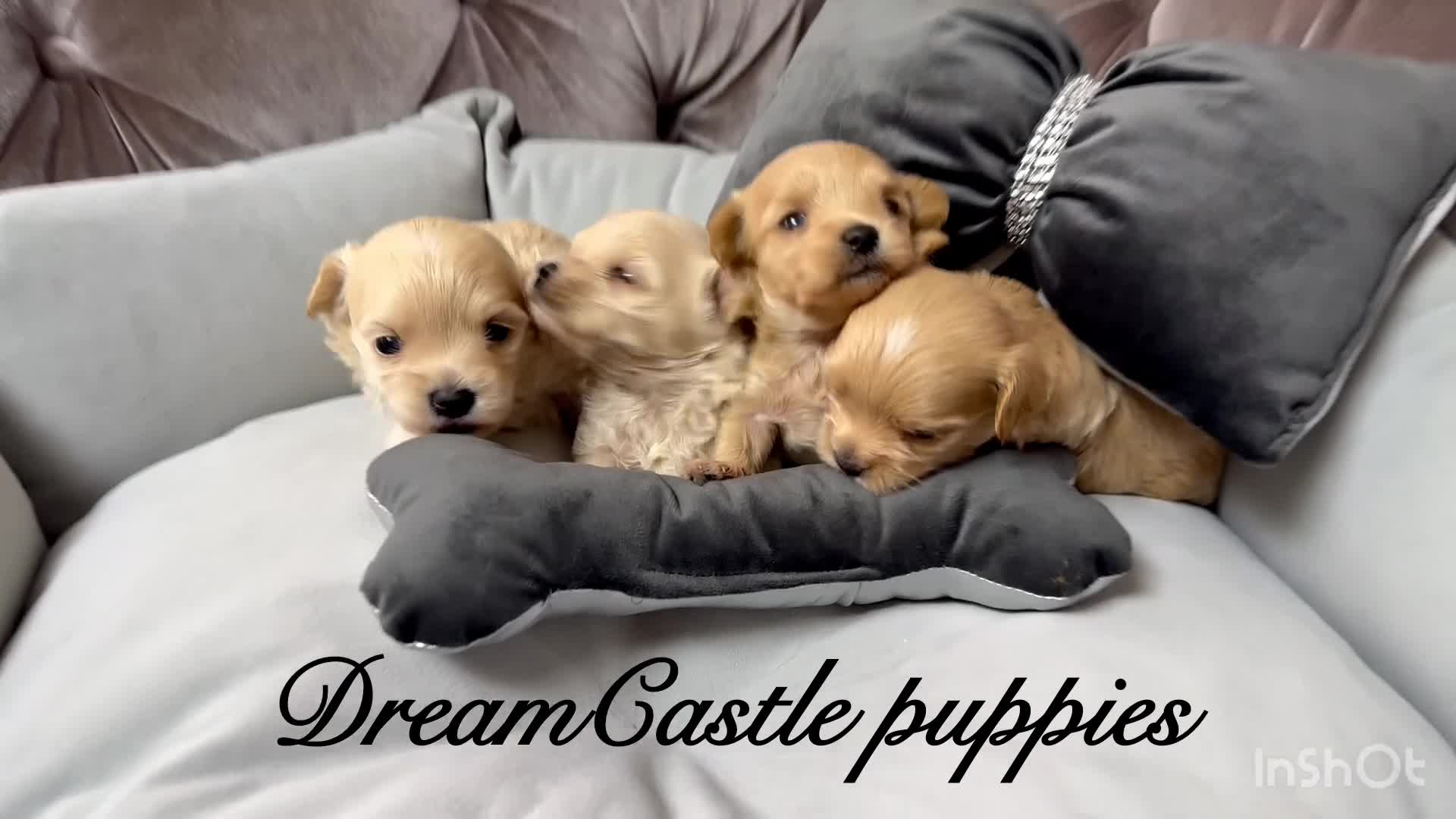 Maltipoo dogs for sale: Tiny maltipoo puppies Asian poodle dad  - Video 2