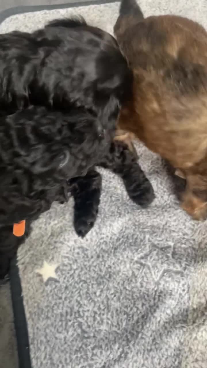Cockapoo dogs for sale: Outstanding Cockapoos Fully Health Tested  - Video 1