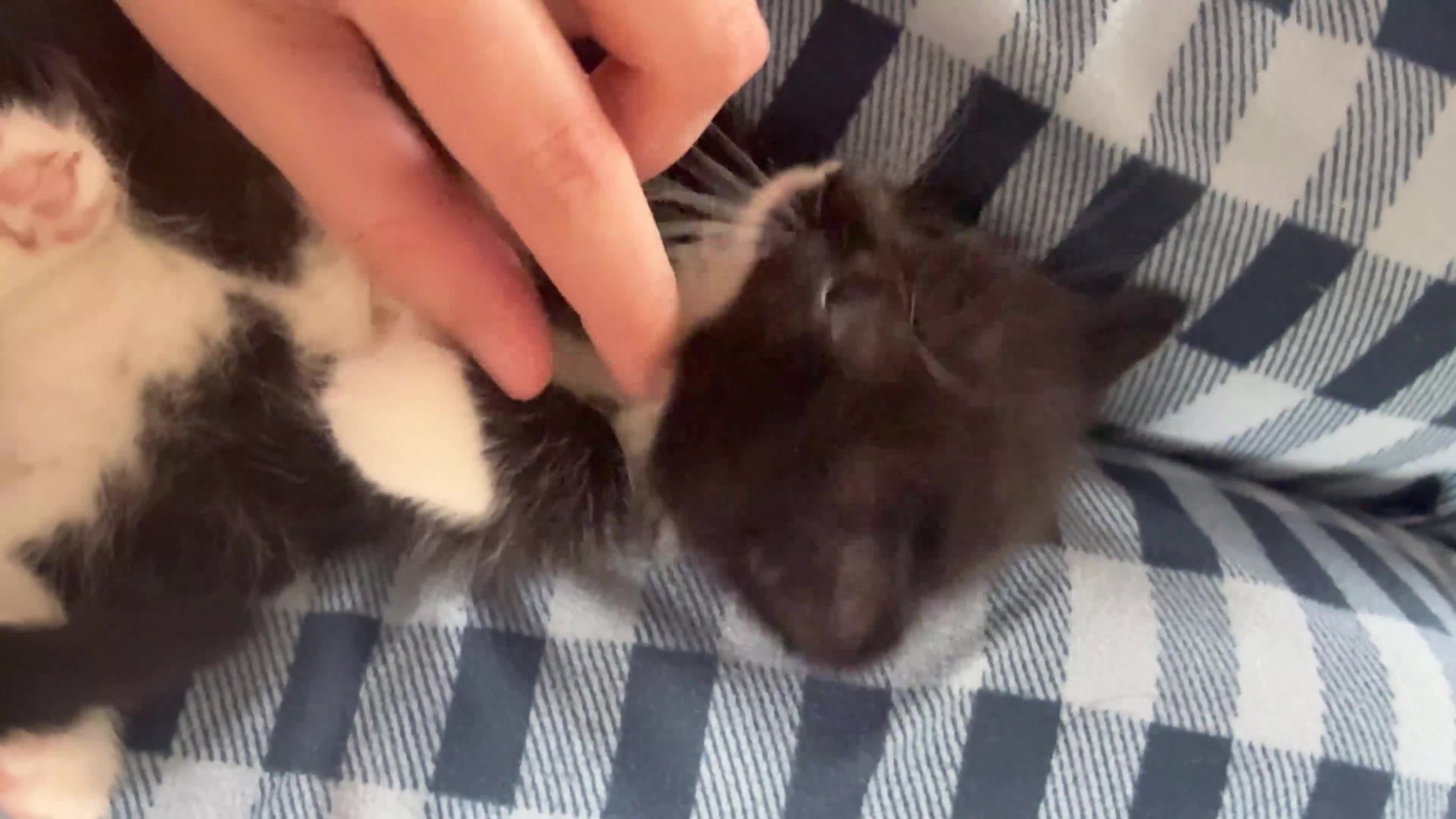 British Shorthair cats for sale: 3 Girl Kittens Available  - Video 2