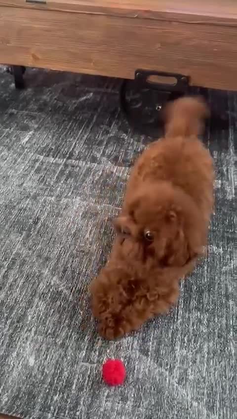 Maltipoo dogs for sale: 2 Maltipoo Girls Ready to Go in Dagenham - Video 2