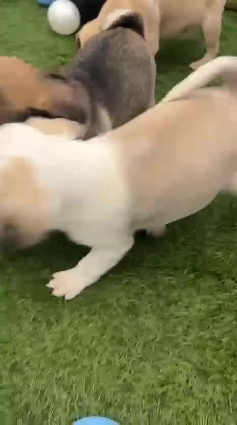 Pug dogs for sale: Rare panda pugs - Video 5