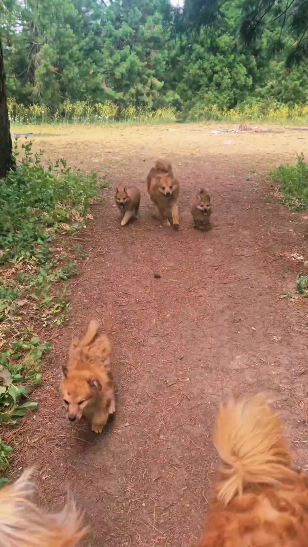 Mixed Breed dogs for sale: Italian Volpino puppies 🦊 - Video 1