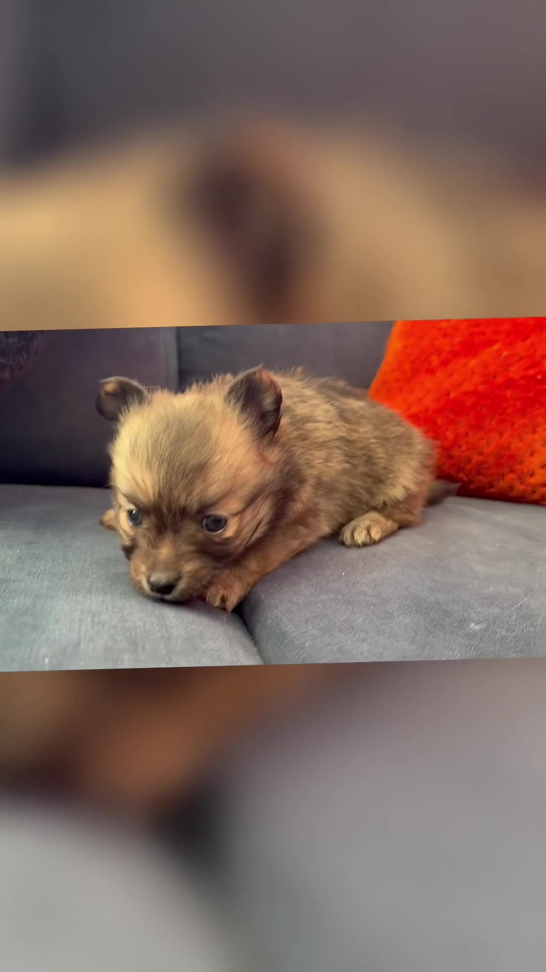 Pomchi dogs for sale: 💙 2 longhair Boys Left 💙 - Video 1