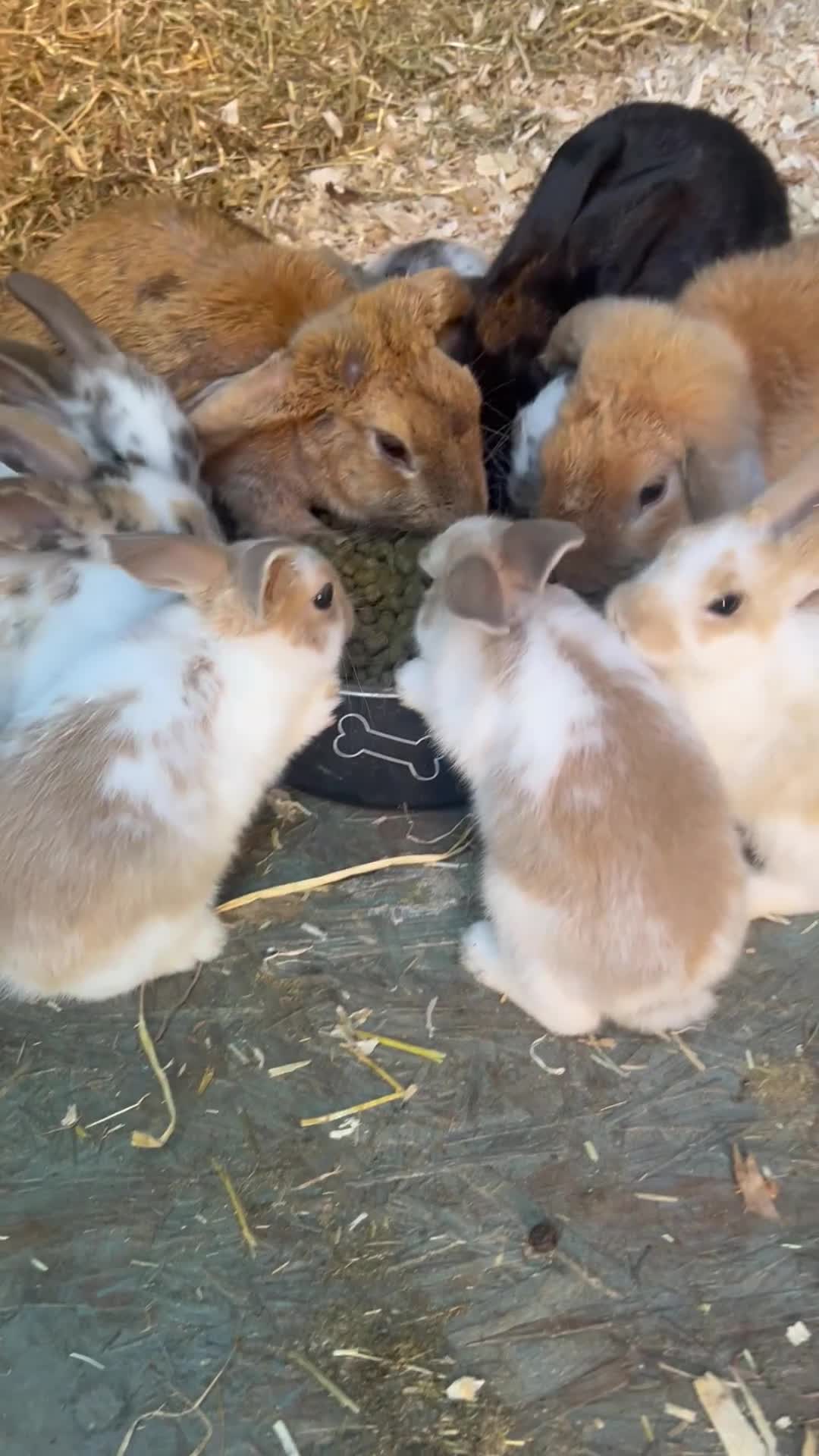 Mixed Breed rabbits for sale: Rabbits  in Gloucester - Video 3