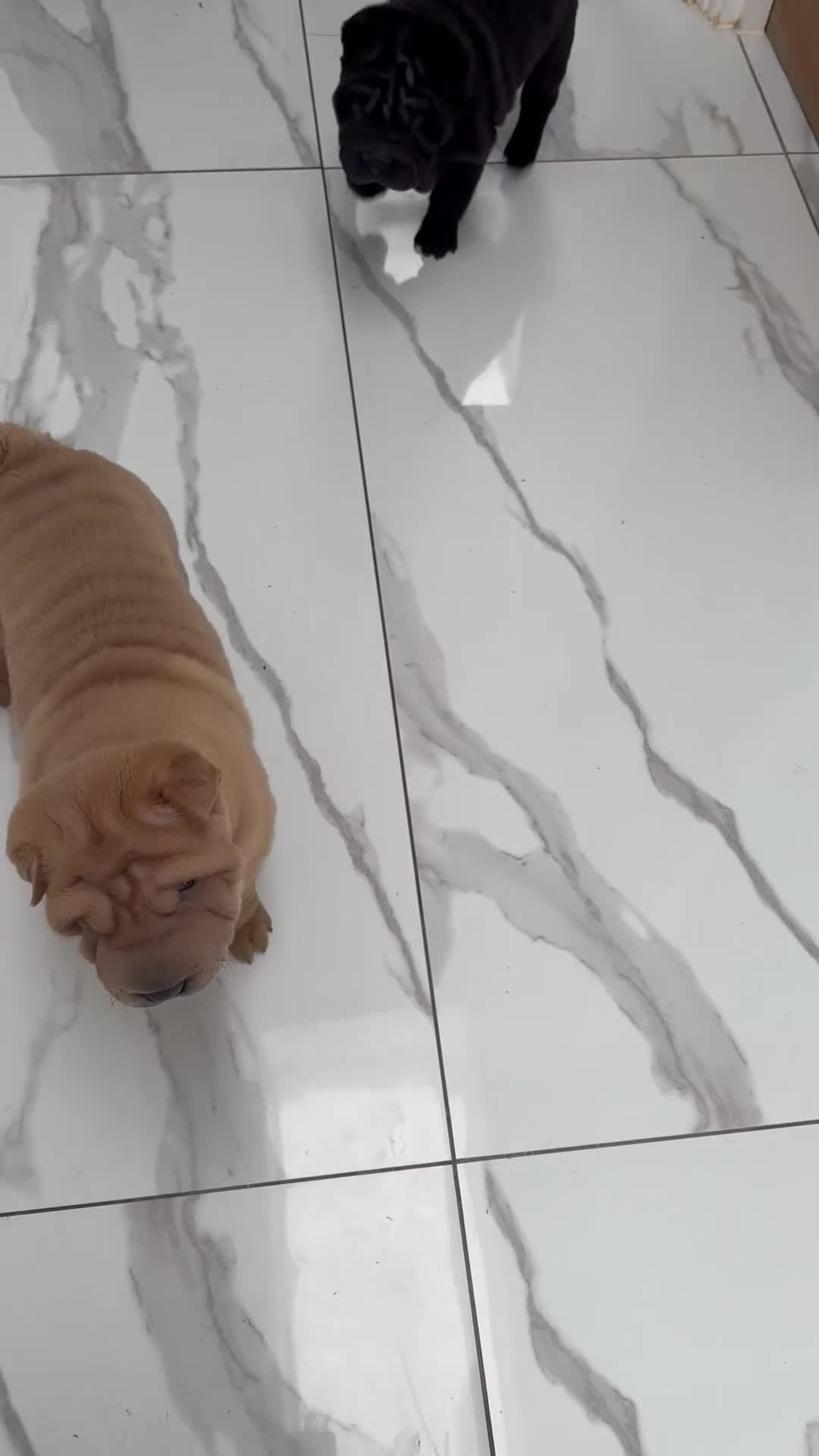 Shar Pei dogs for sale: Bear coat shar pei - Video 3