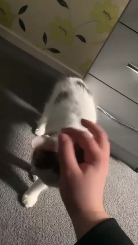 Mixed Breed cats for sale: 2 beautiful female cats bonded must stay together  - Video 2