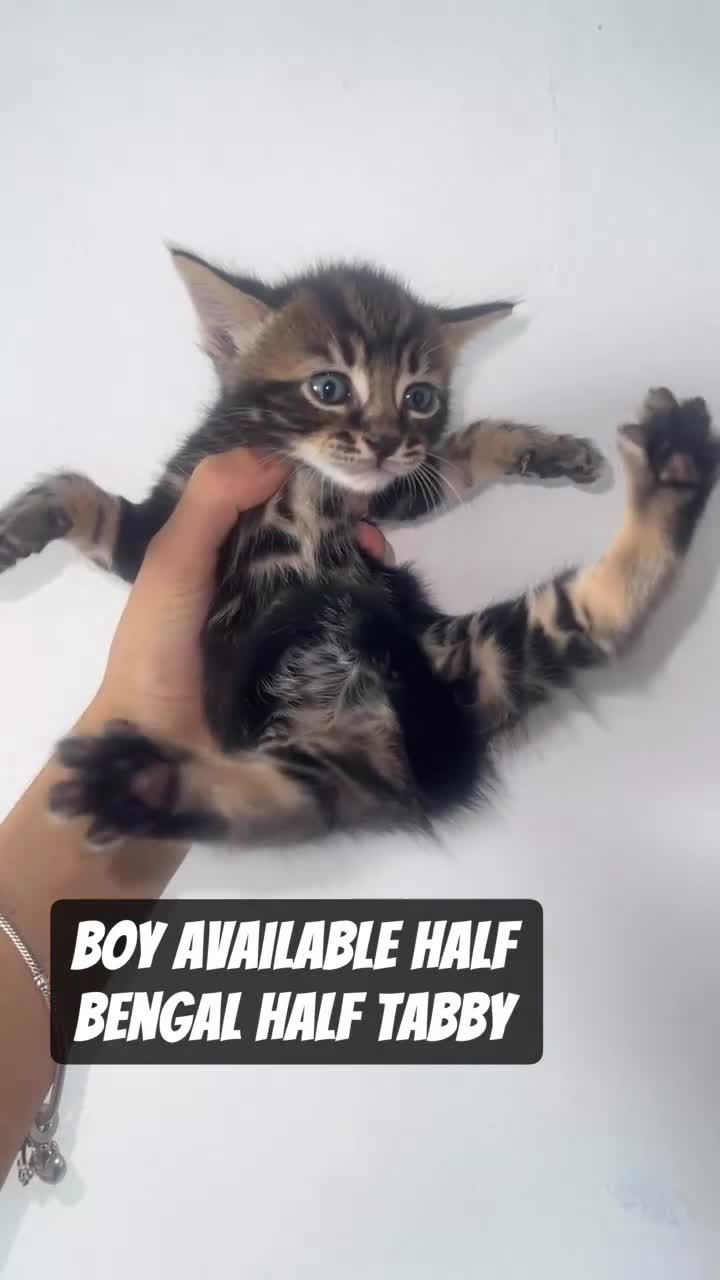 Mixed Breed cats for sale: 6 Beautiful Kittens Available in Brentford - Video 5