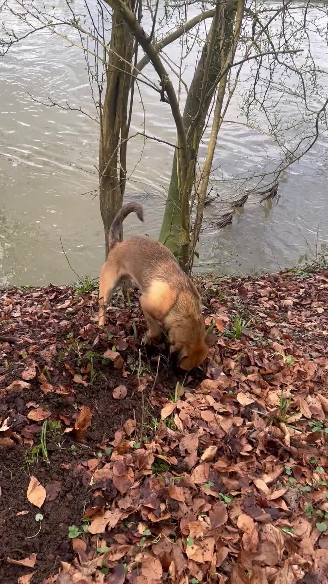 Mixed Breed dogs for sale: Molly looking for a loving new home - Video 1