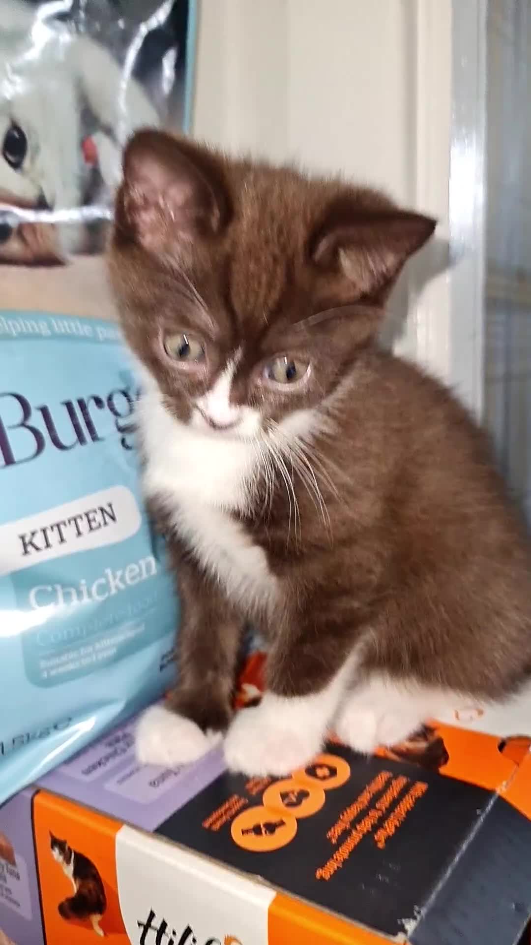 British Shorthair cats for sale: Chocolate/cinnamon British shorthair/ragdoll  - Video 2