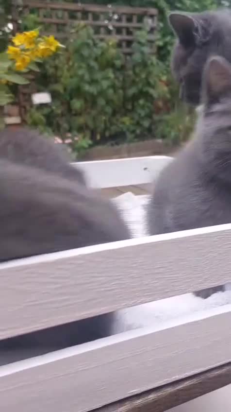 British Shorthair cats for sale: Reserve British Short-haired for forever home - Video 1