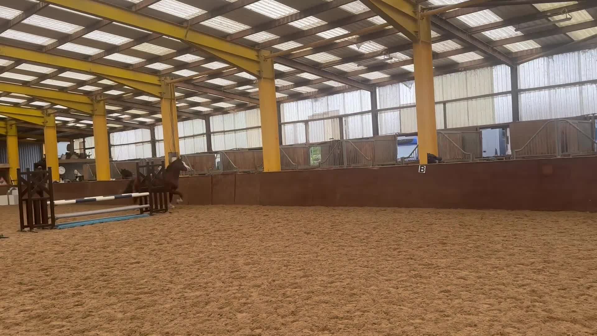 Welsh Section D horses for sale: Exceptional mannerly Welsh D  - Video 1