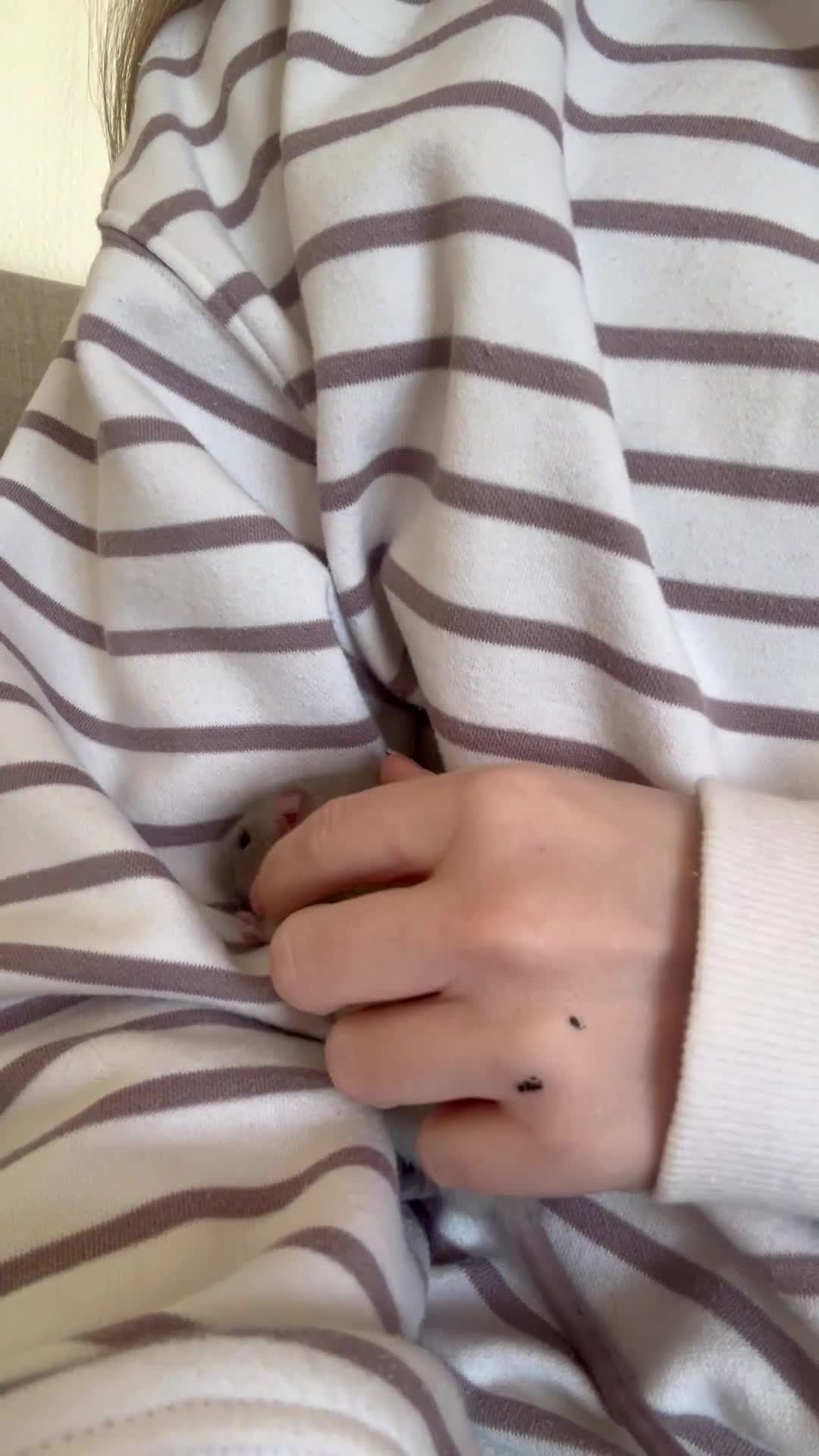 Rat rodents for sale: Singular Male rat - Video 1