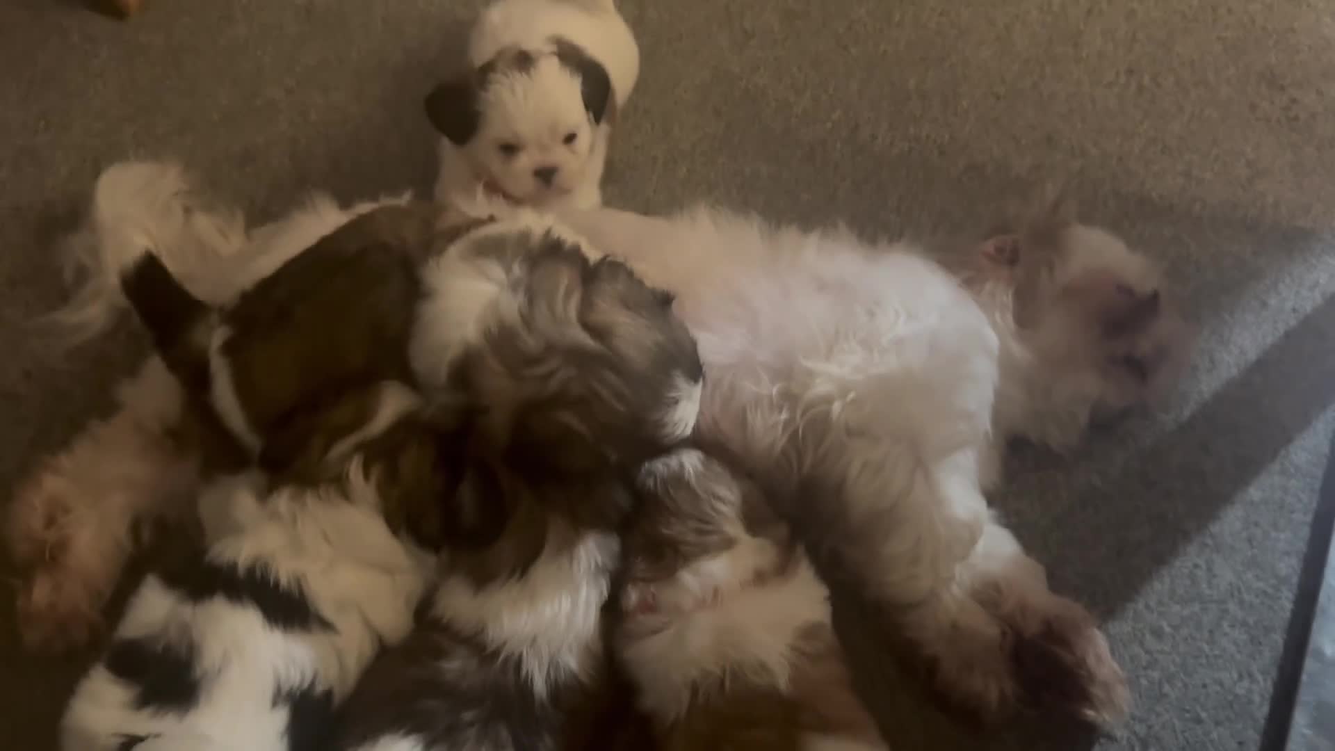 Shih Tzu dogs for sale: 7 Shih Tzu puppies looking new home  - Video 2