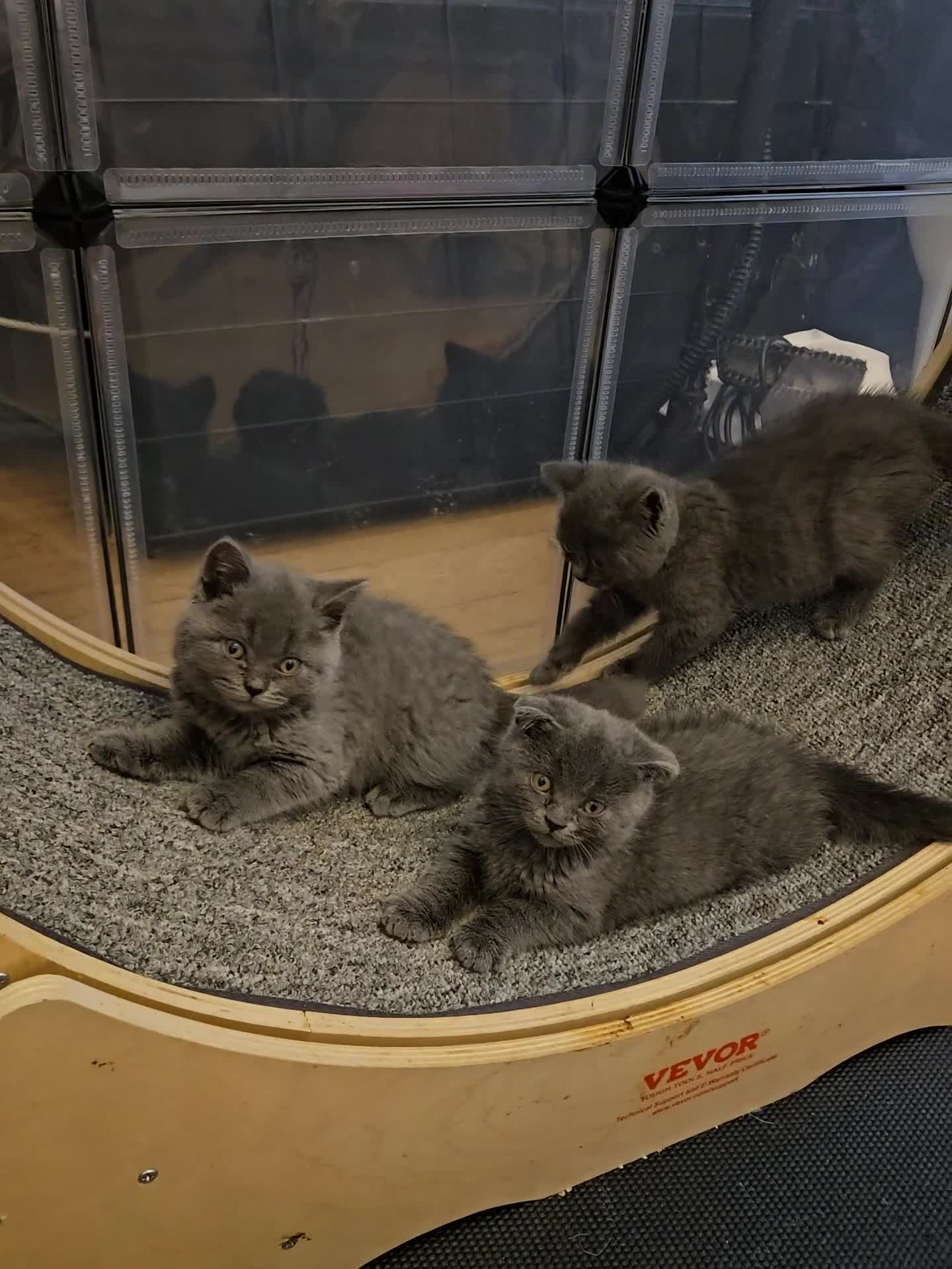 British Shorthair cats for sale: Cute babies! - Video 1