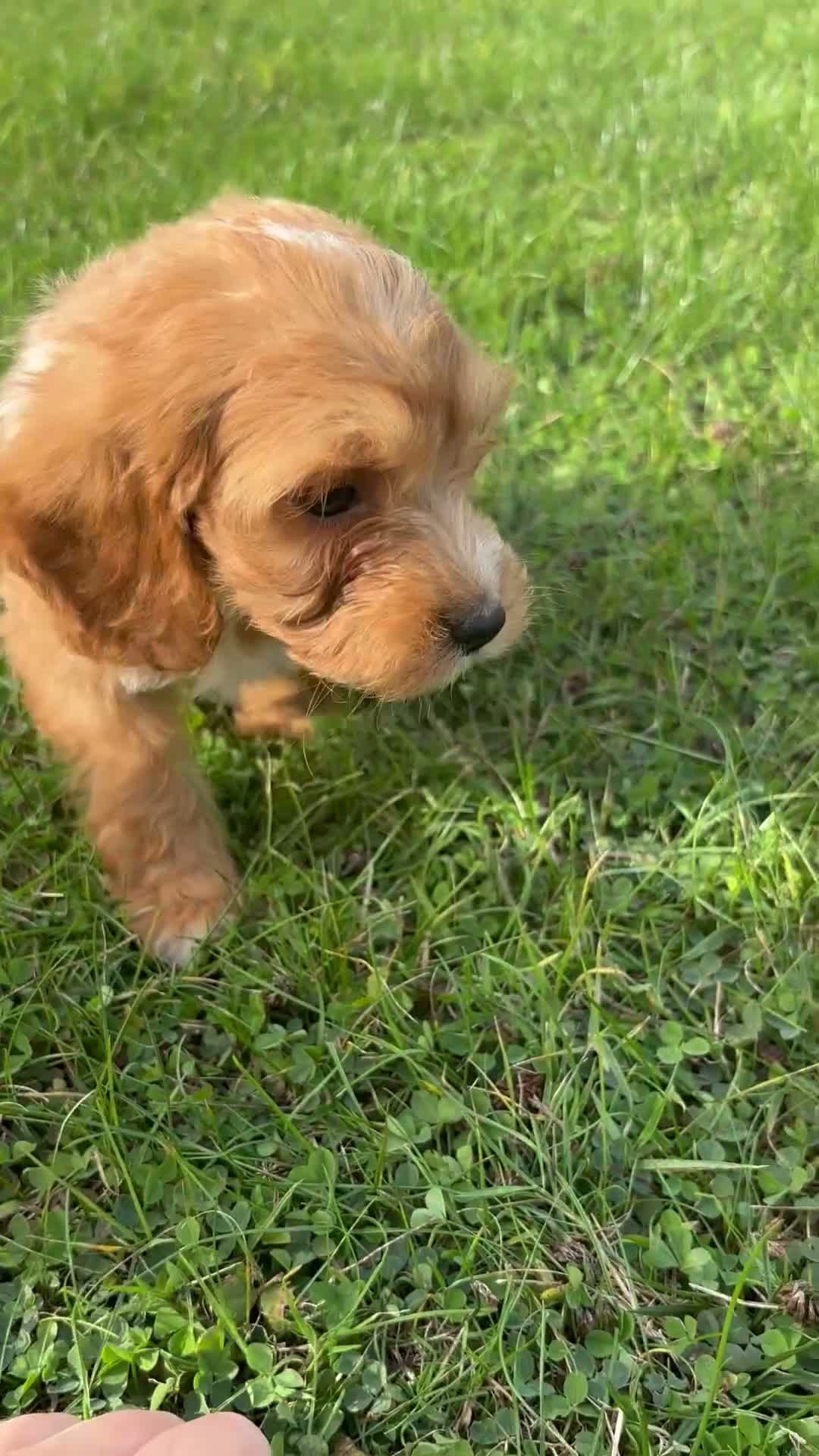 Cockapoo dogs for sale: F1 Cockapoo Puppies KC Parents DNA Tested Dad - Video 2