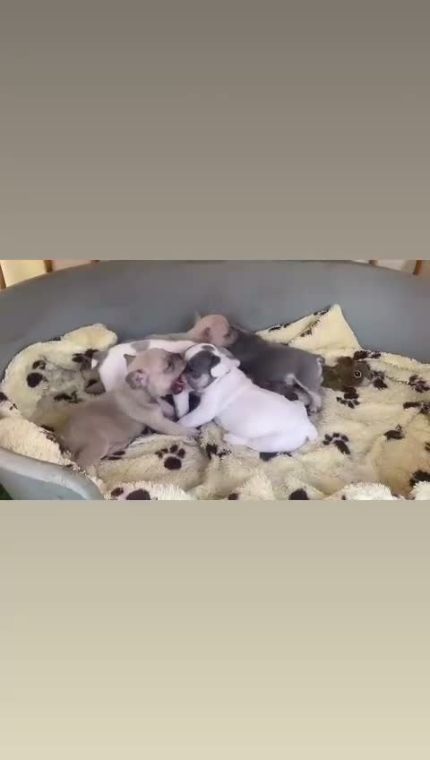 French Bulldog dogs for sale: French bulldog puppies  - Video 1