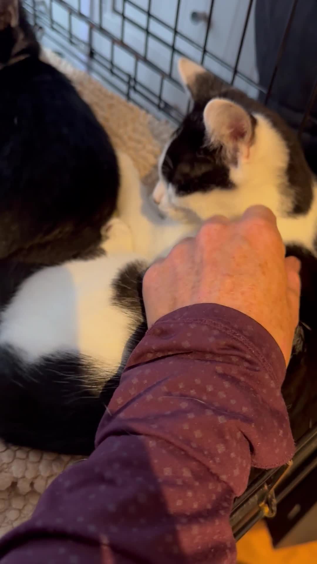 Domestic Shorthair cats for sale: Small & slim b&w kitten  - Video 1