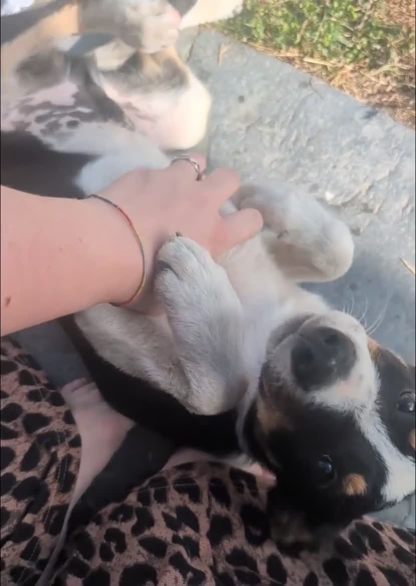 Borador dogs for sale: *ONE BOY LEFT. Boradors pups *READY NOW* - Video 3