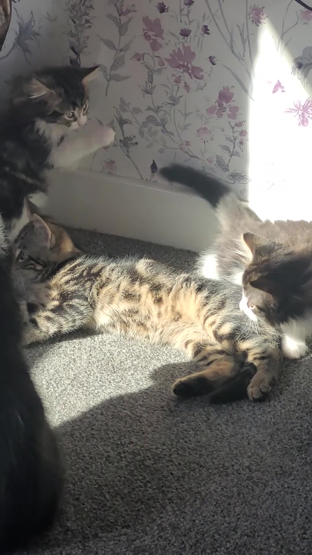 Mixed Breed cats for sale: Mixed tabby with maincoon  in Livingston - Video 1