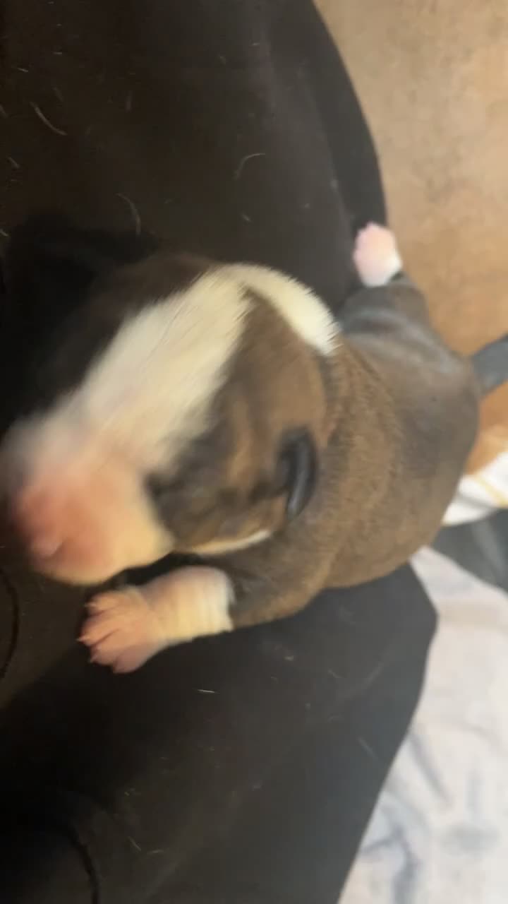 Mixed Breed dogs for sale: American Bulldog x Staffordshire Terrier puppies - Video 1