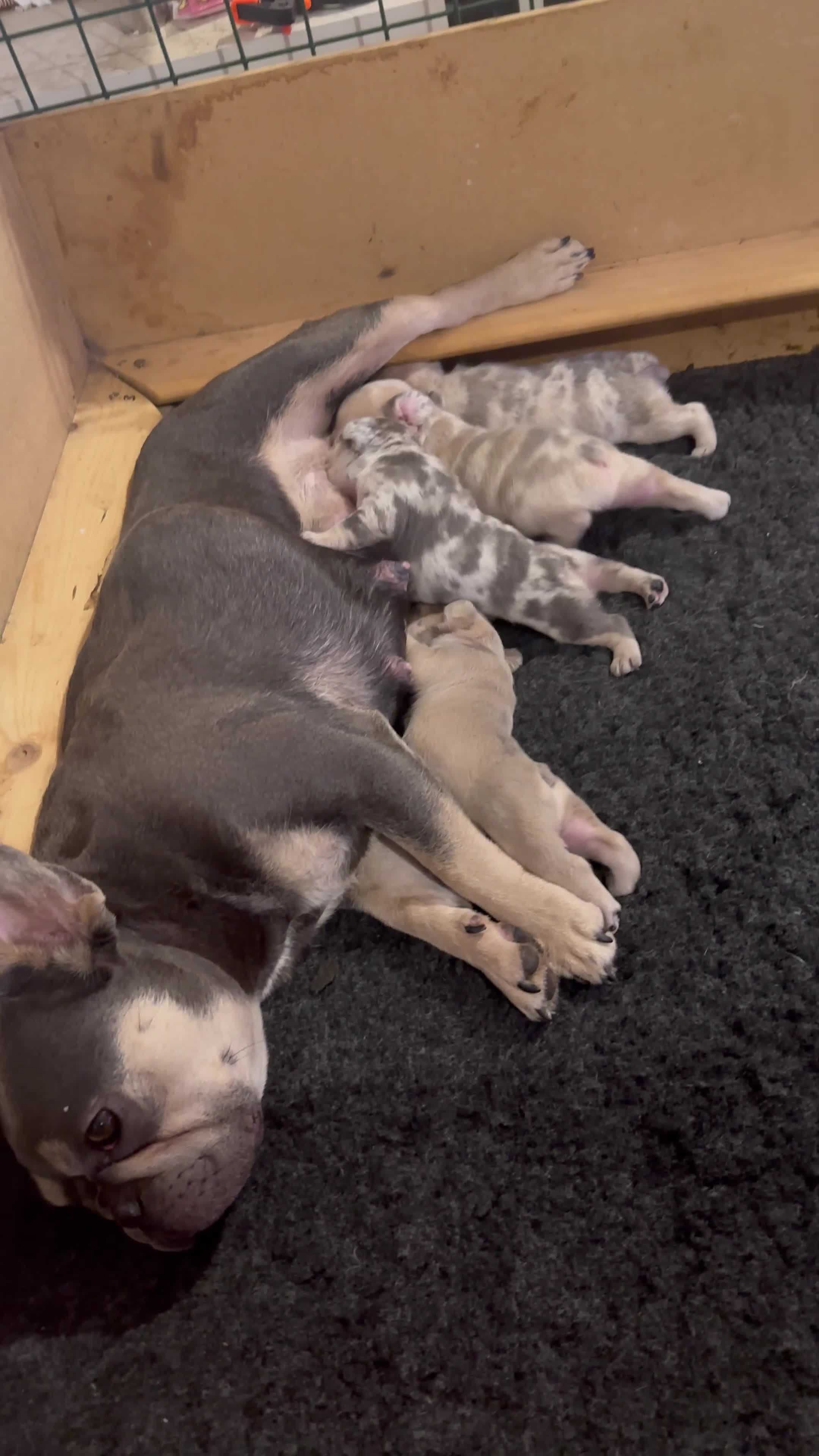 French Bulldog dogs for sale: 1. Boy left. Dwkc Registered  - Video 1