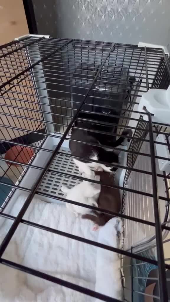 Mixed Breed cats for sale: 2 beautiful kittens  - Video 3