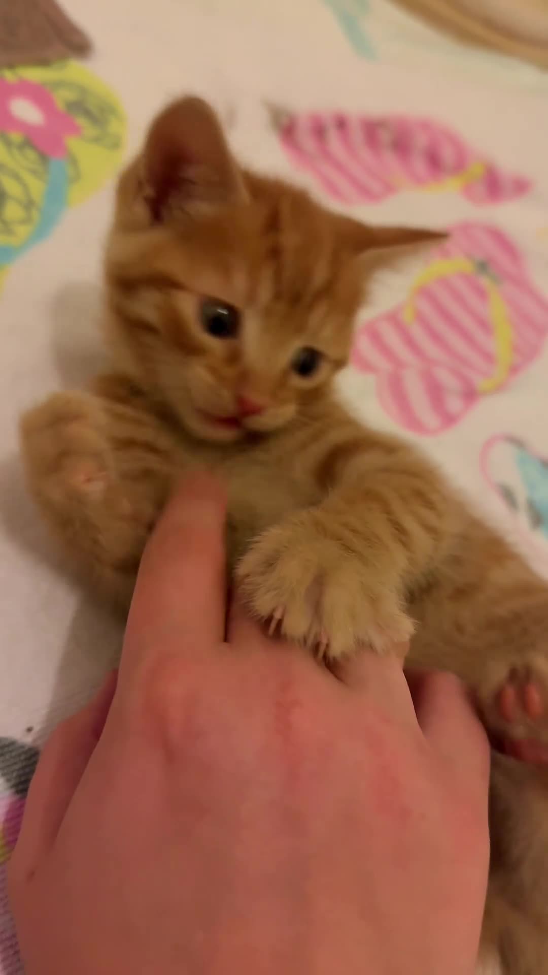 British Shorthair cats for sale: Gorgeous Ginger Tabby Mixed BSH Kittens  - Video 3