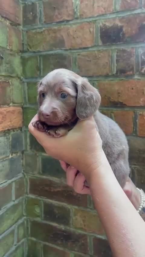 Miniature Dachshund dogs for sale: Stunning Mini Dachshund*1 LH Boy & 1 SH Girl left* - Video 4