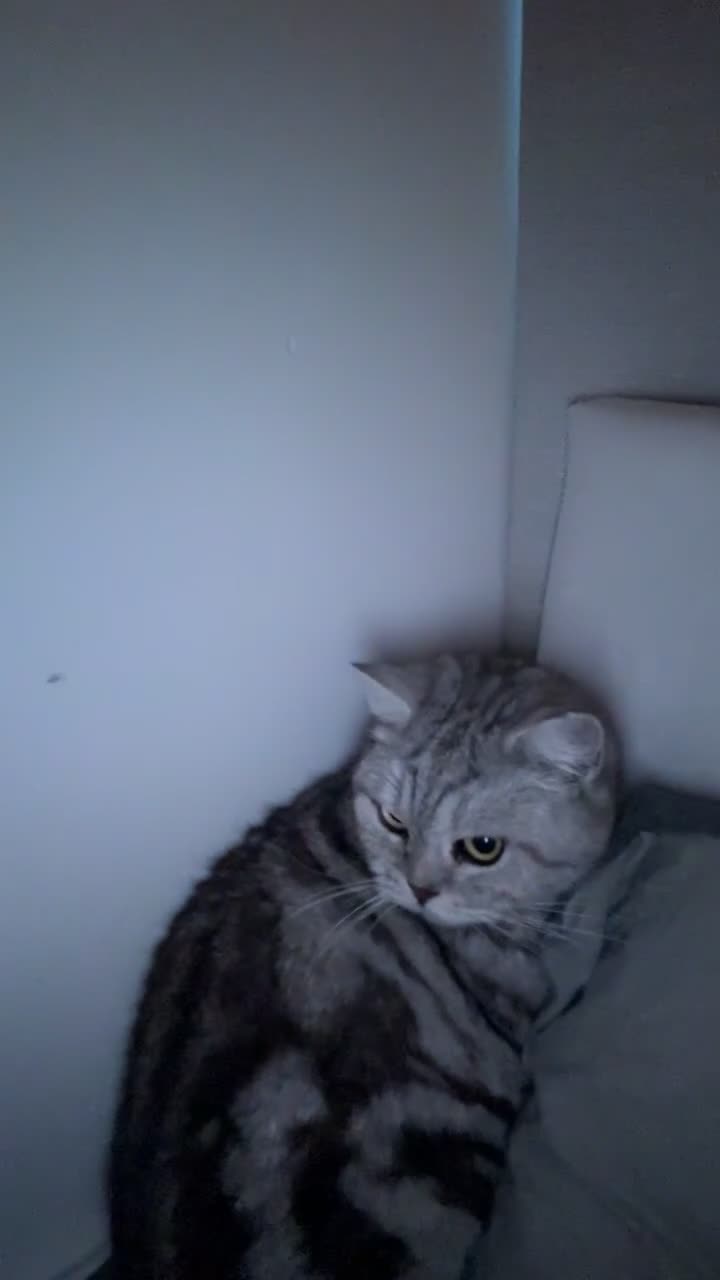 British Shorthair cats for sale: Tabby British short hair - Video 1