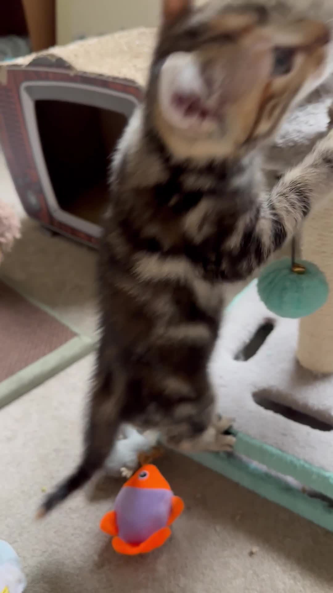 Mixed Breed cats for sale: Adorable bengal & tabby mix kittens - Video 3