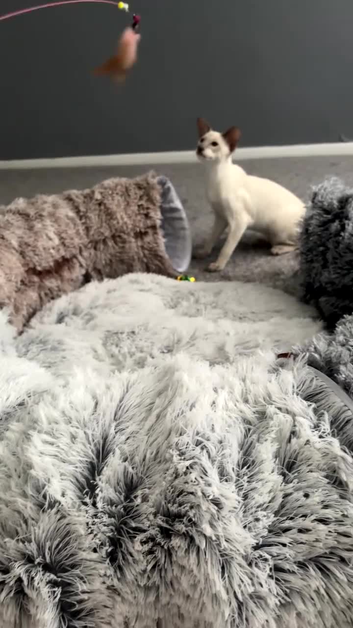 Oriental cats for sale: Beautiful Purebred Lilac Point Oriental Shorthair  - Video 2