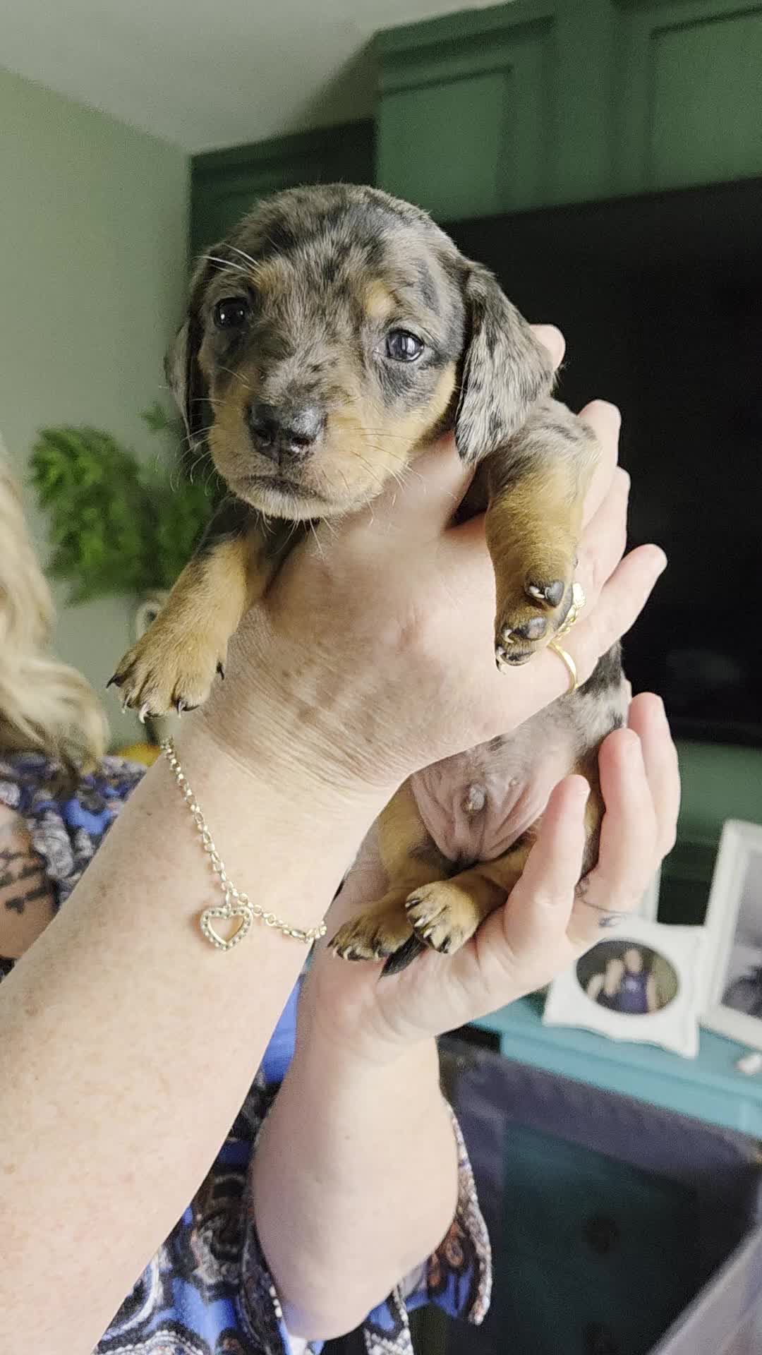 Dachshund dogs for sale: ❤️ 1 Mini Dachshund Girl left ❤️ - Video 1