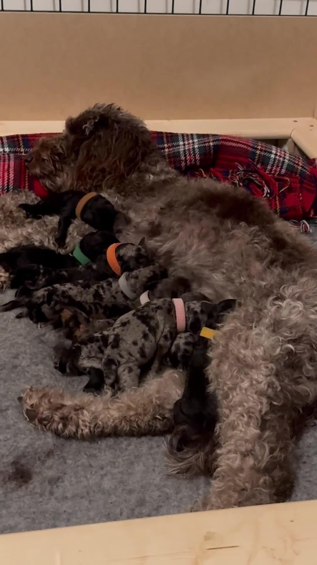Miniature Poodle dogs for sale: Striking merle and black Miniature Poodle Puppies - Video 1