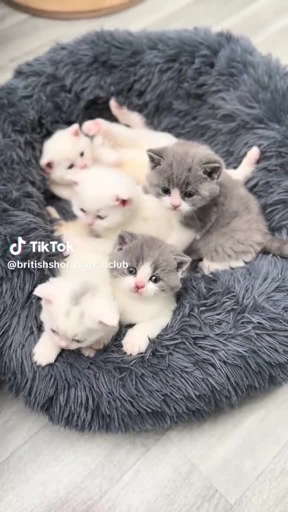 British Shorthair cats for sale: (READY TO LEAVE NOW) British shorthair kittens  - Video 2