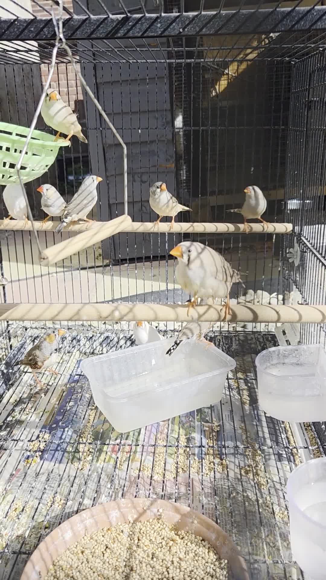Finches birds for sale: Mixed aviary born Zebra Finch - Video 1