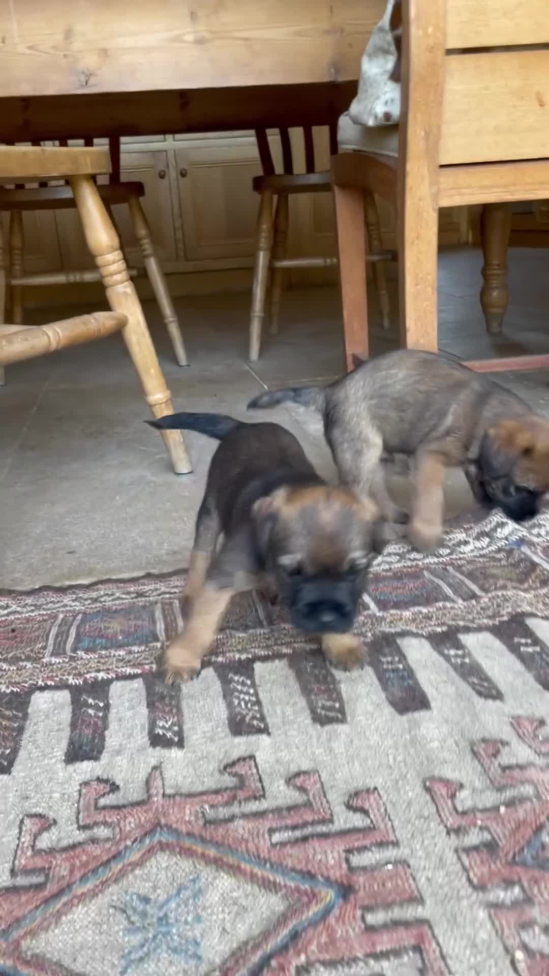 Border Terrier dogs for sale: 2 Border Terrier dogs available  in Yeovil - Video 1