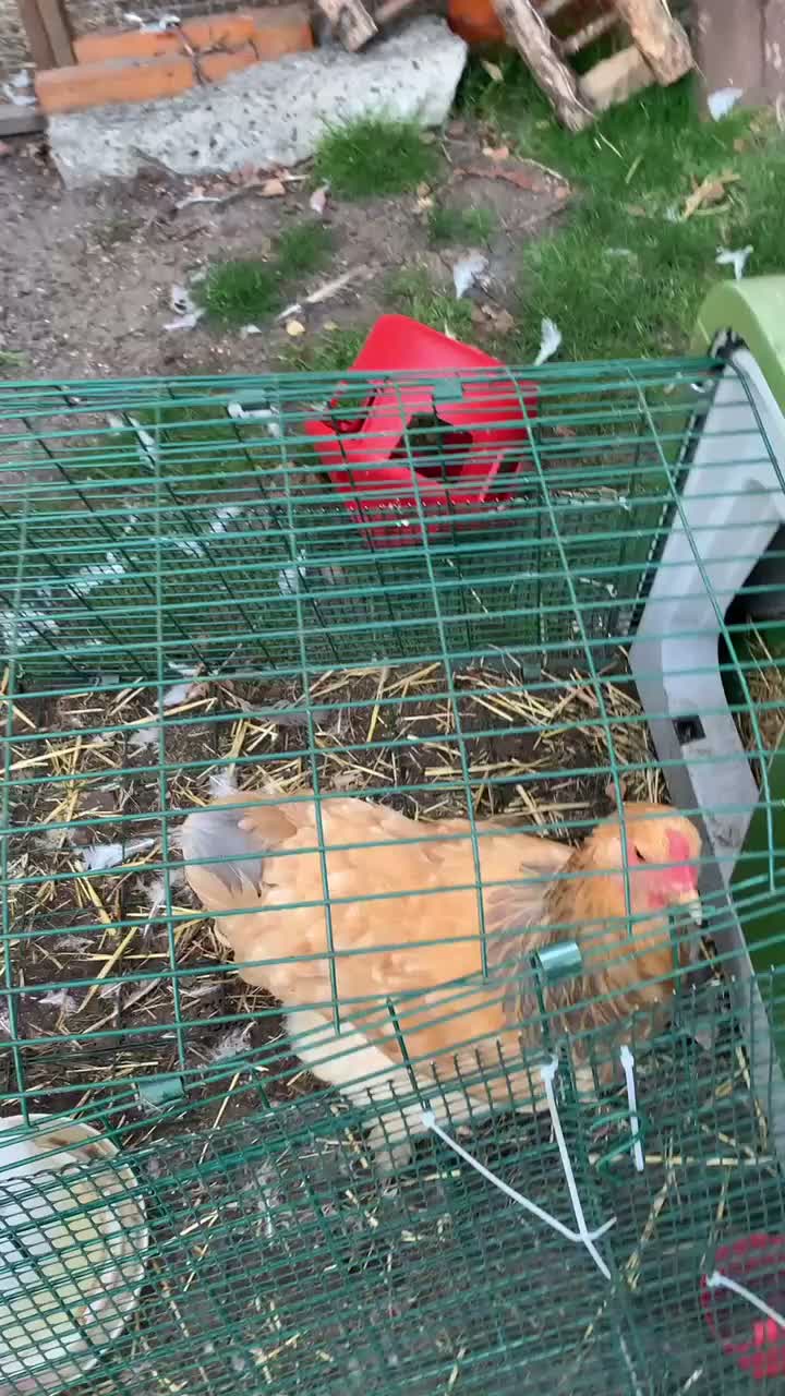 Chickens poultry for sale: 🐥 CHICKS & YOUNG CHICKENS AVAILABLE 🐔 - Video 1