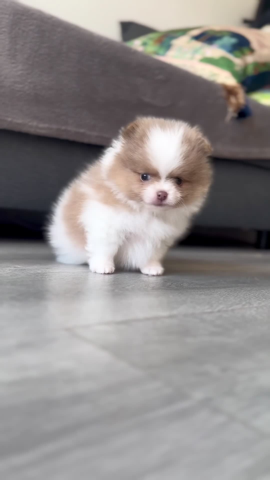 Pomeranian dogs for sale: ✨🐾 Exceptional KC Pom Boy Rare Isabella Parti💖 - Video 1