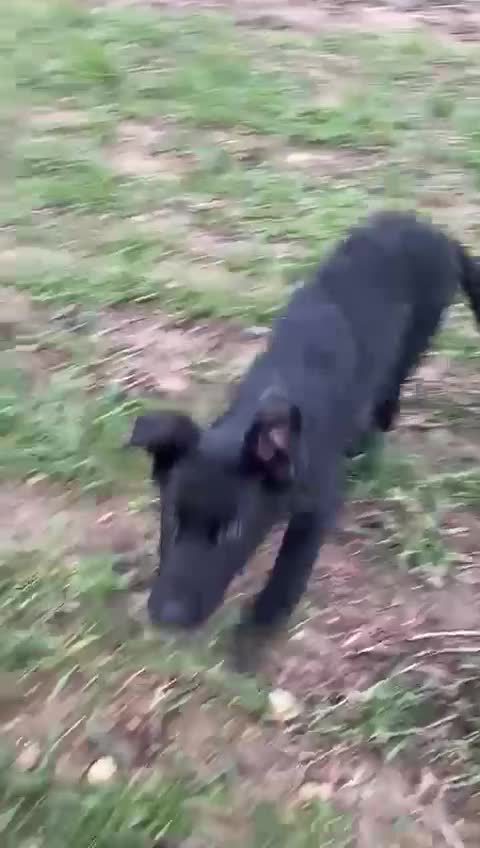 German Shepherd dogs for sale: 4 month old working line german shepherd  - Video 3
