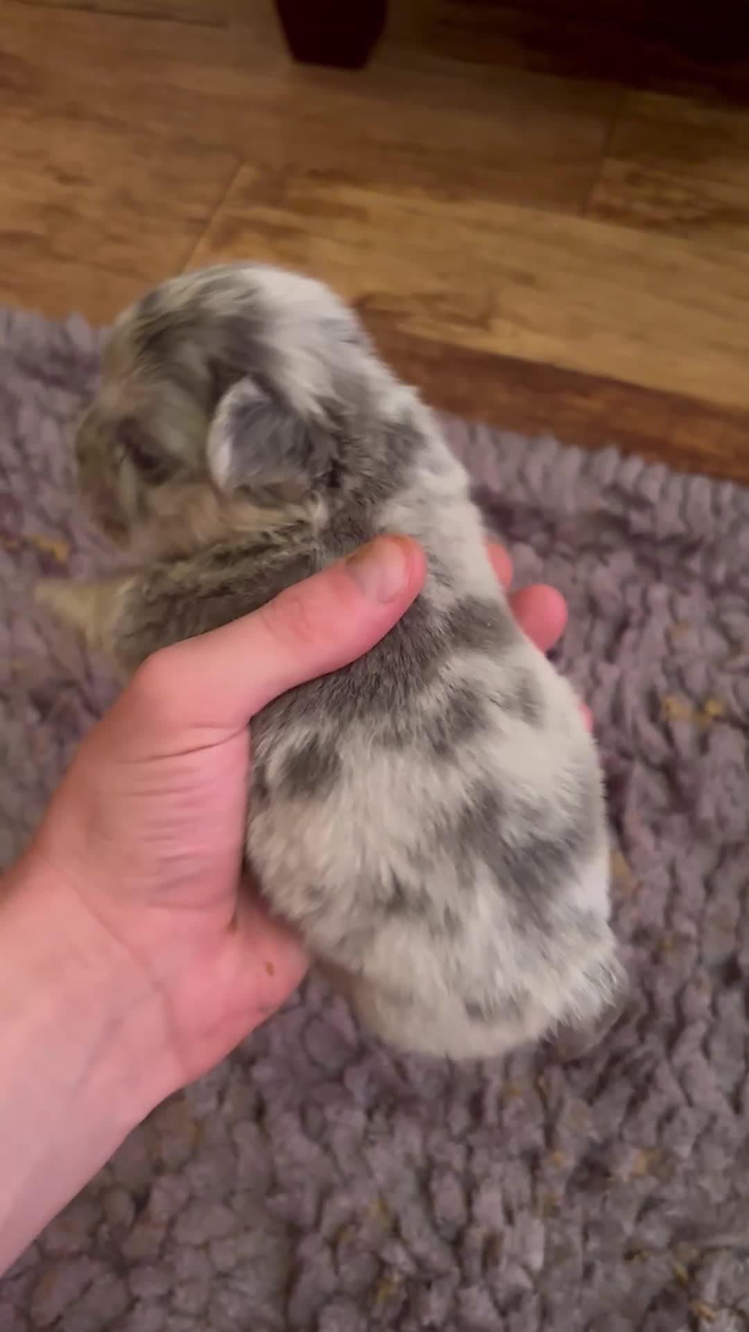 French Bulldog dogs for sale: Visual fluffy French bulldog puppies  in Leicester - Video 1