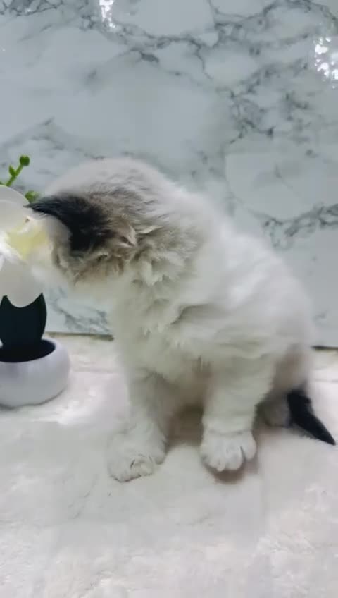 Ragdoll cats for sale:  Tica registered full pedigree ragdolls - Video 4
