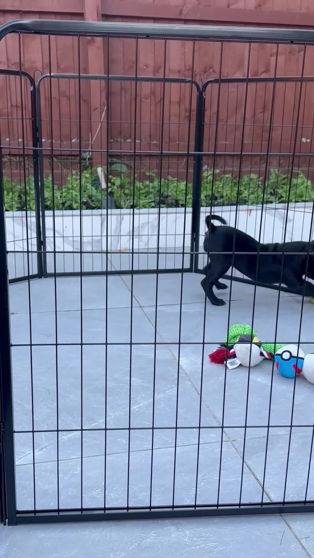 Staffordshire Bull Terrier dogs for sale: Staffordshire bull terrier puppy (Lola)  - Video 1
